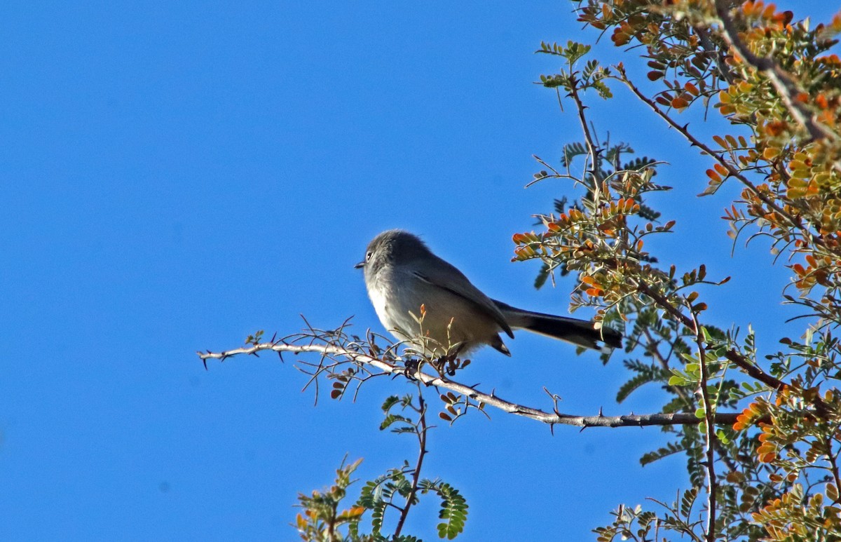 Black-tailed Gnatcatcher - ML646071338