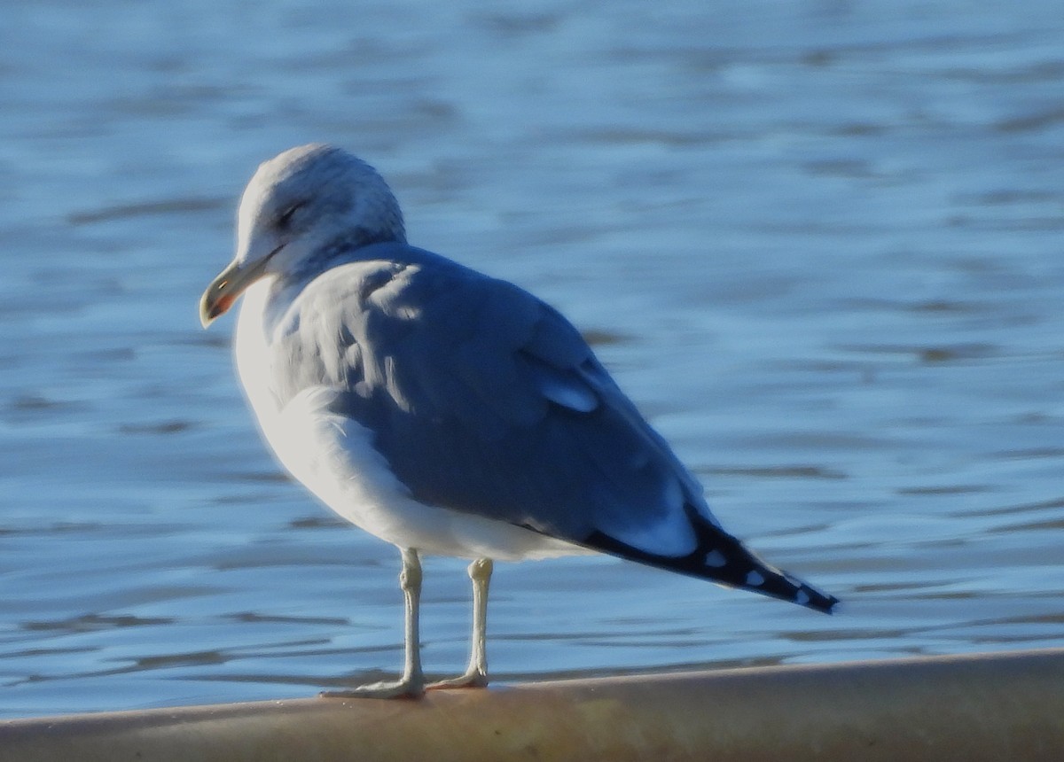 California Gull - ML646071341