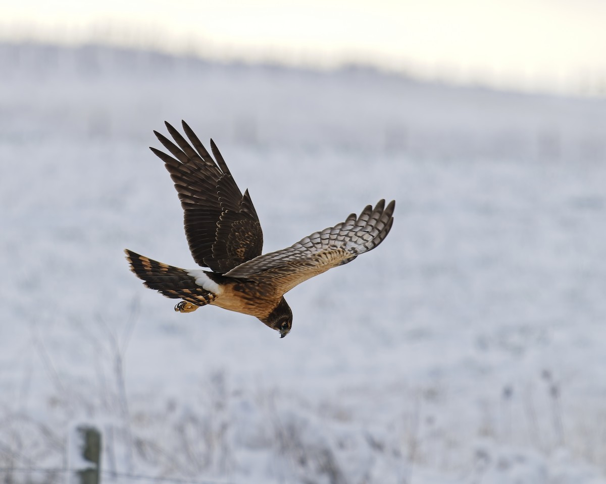 Northern Harrier - ML646071349