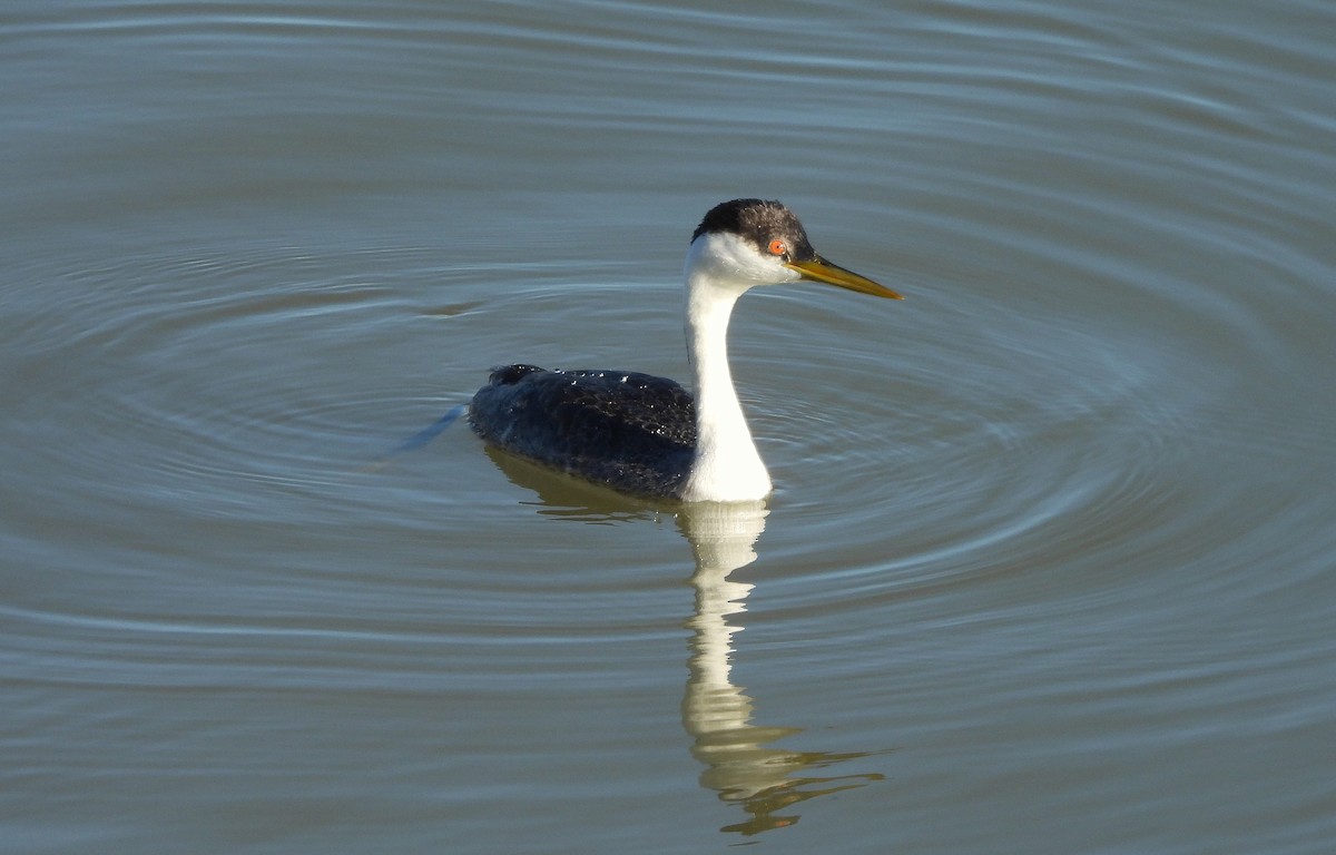 Western Grebe - ML646071351