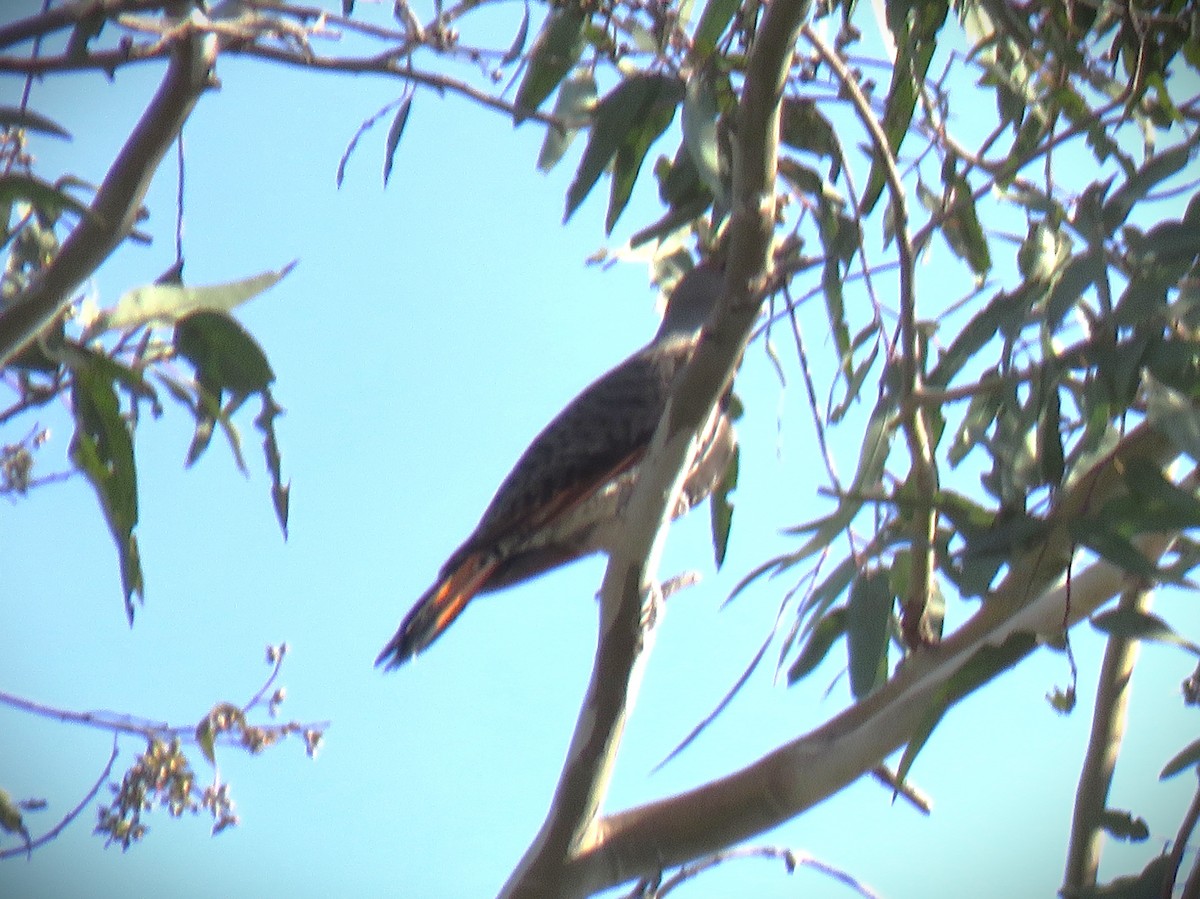 Northern Flicker (Red-shafted) - ML646071352