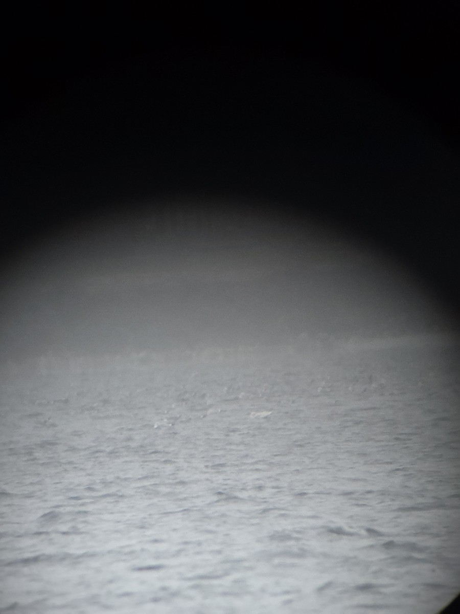 Gavión Hiperbóreo - ML646071354