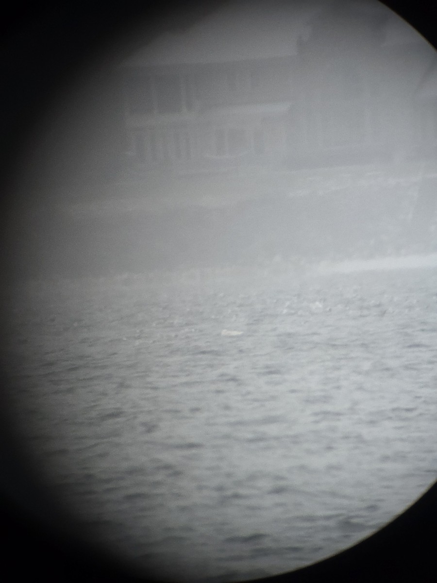 Gavión Hiperbóreo - ML646071355