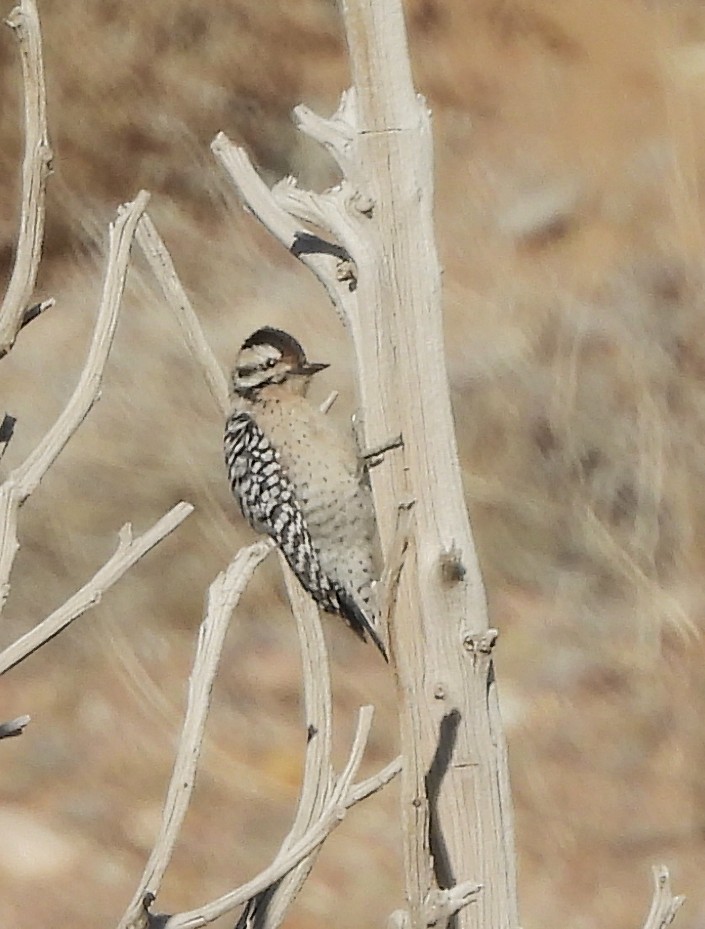 Ladder-backed Woodpecker - ML646071358