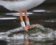 Common Ringed Plover - ML646071360