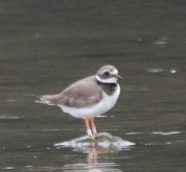 Common Ringed Plover - ML646071362