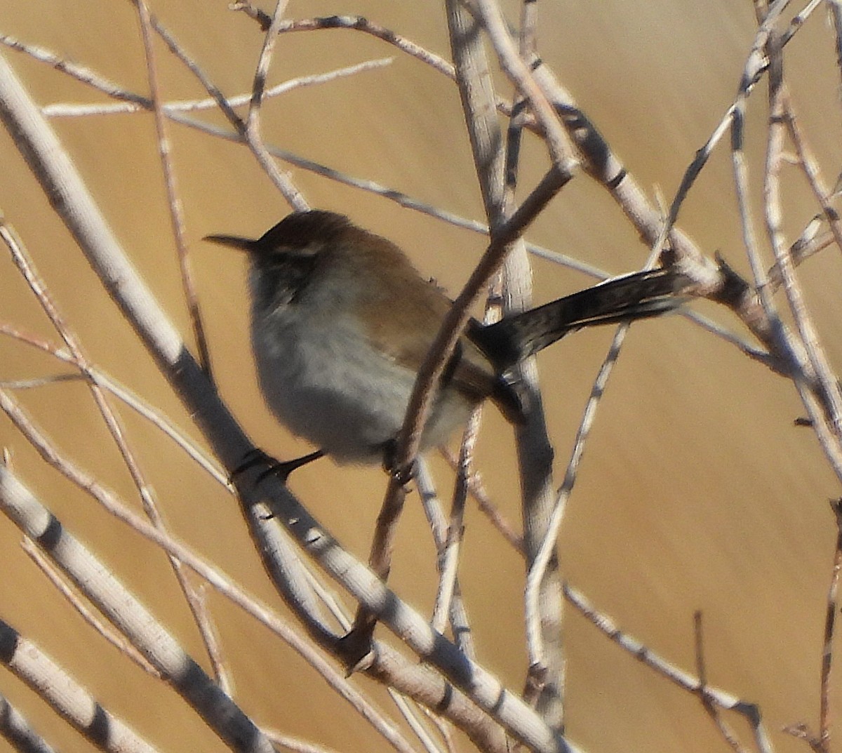 Bewick's Wren - ML646071368