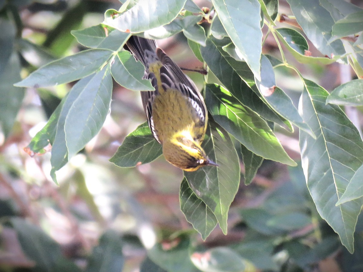 Townsend's Warbler - ML646071370