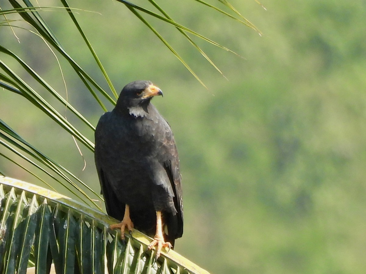 Common Black Hawk - ML646071372