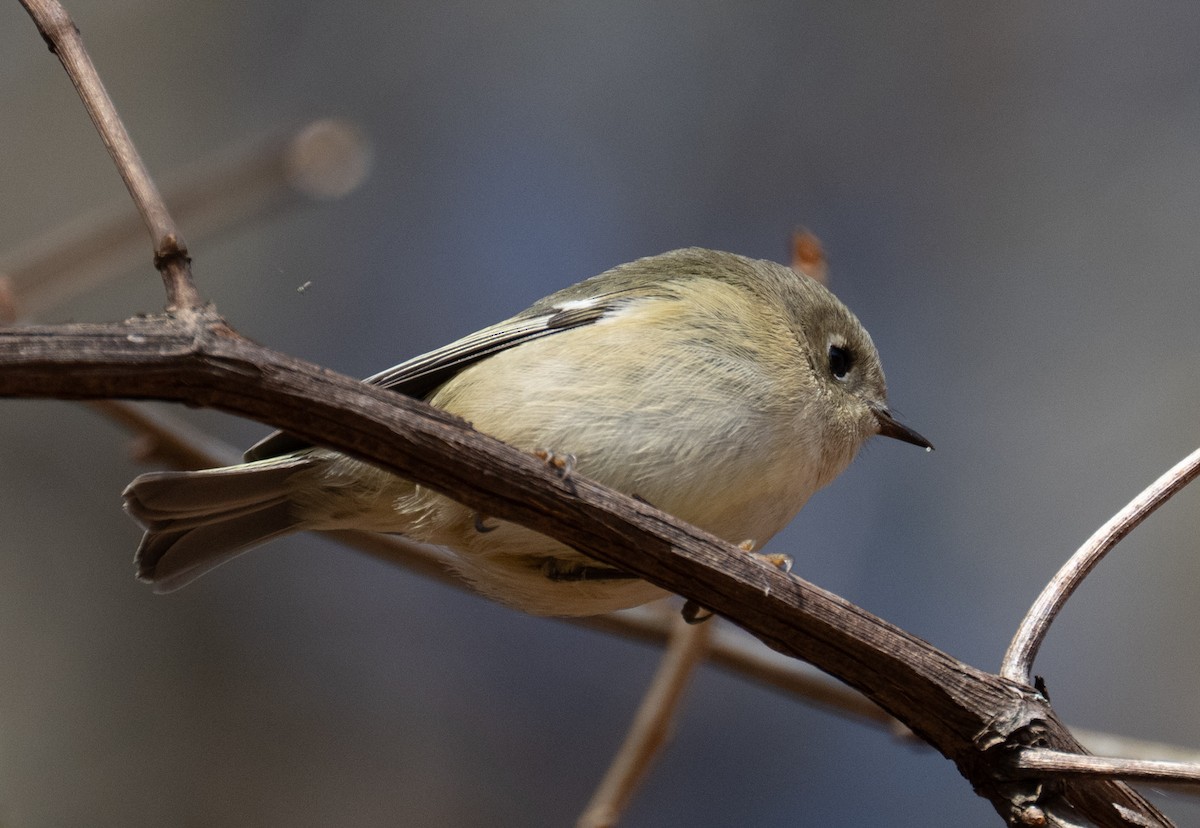 Ruby-crowned Kinglet - ML646071373