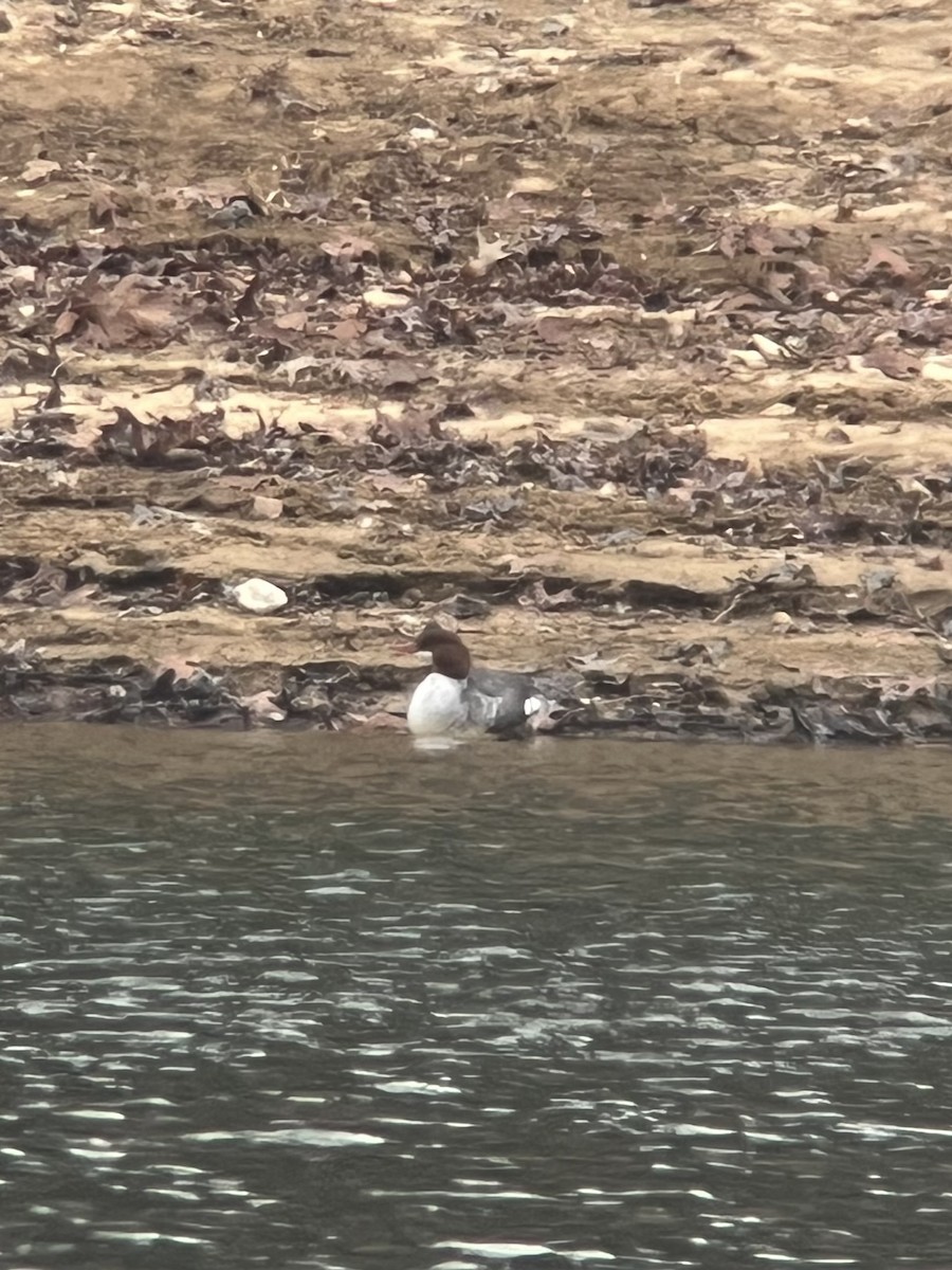 Common Merganser - ML646071377