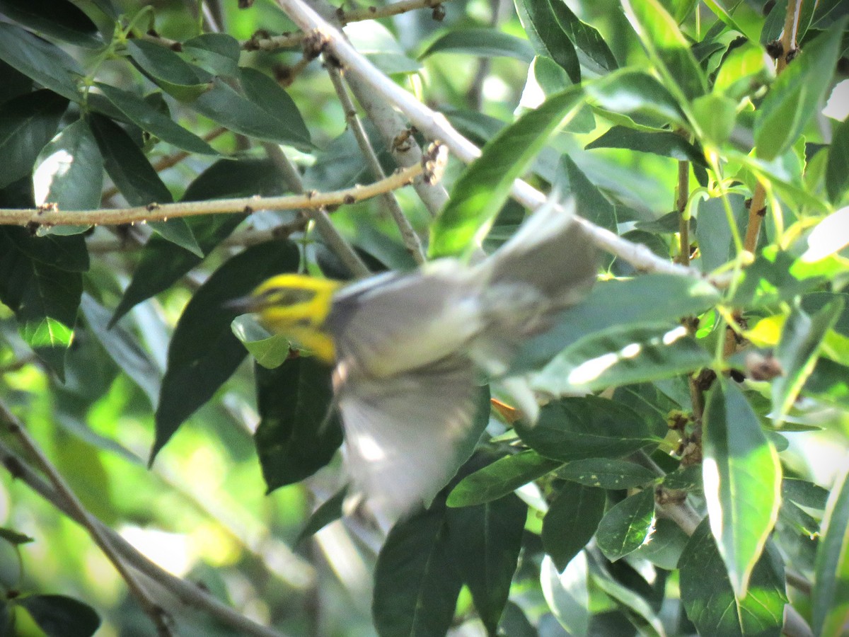 Townsend's Warbler - ML646071378