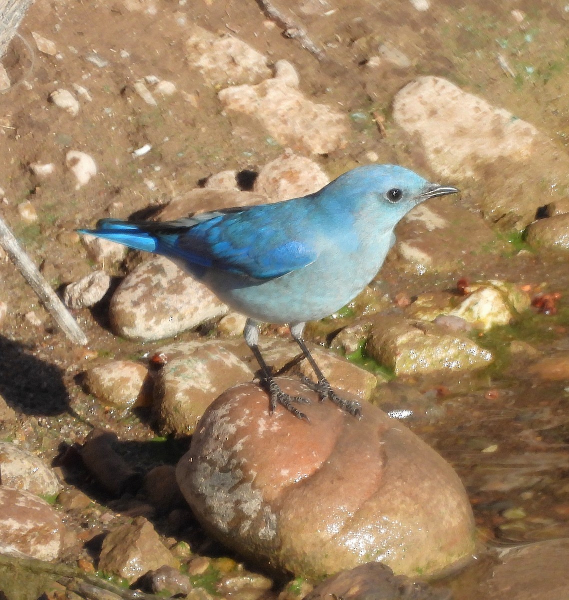 Mountain Bluebird - ML646071379