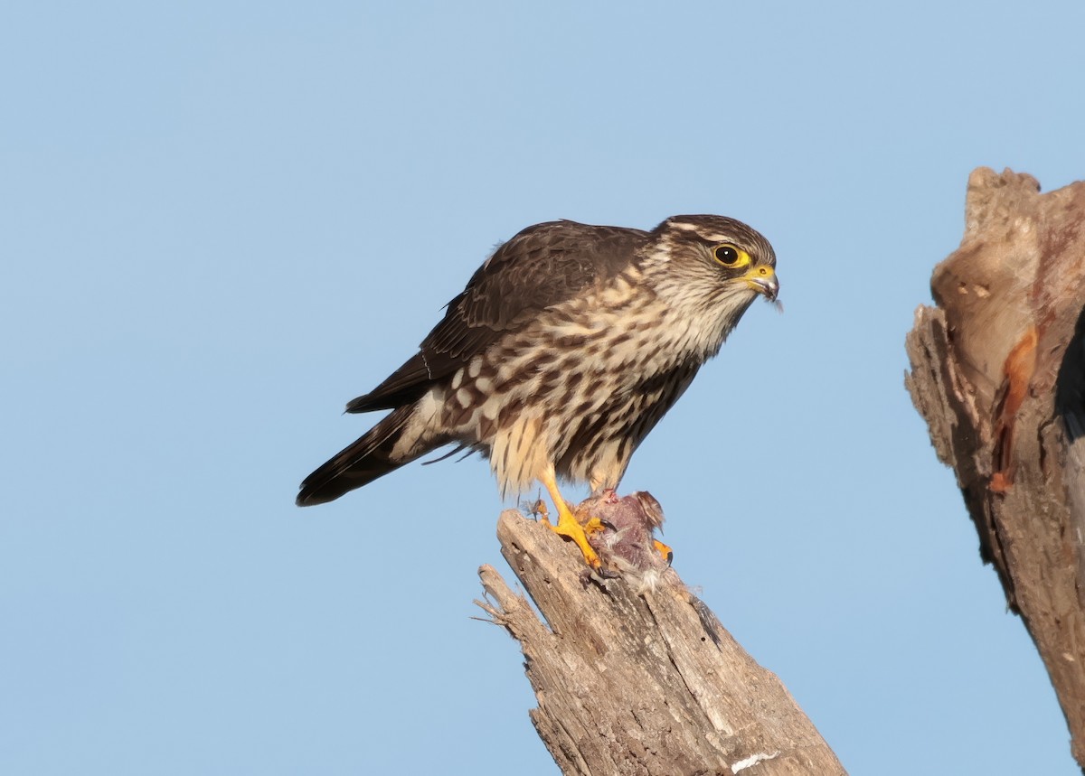 Merlin (Taiga) - ML646071381