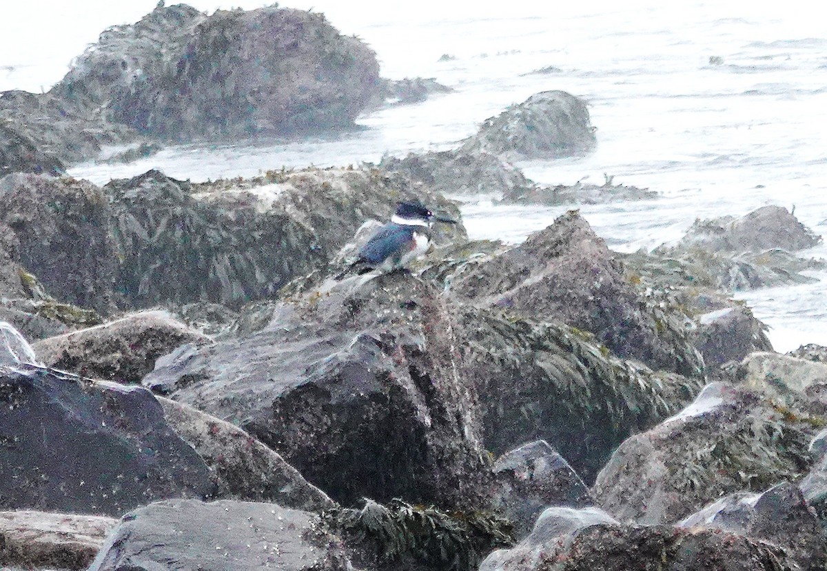 アメリカヤマセミ - ML646071383