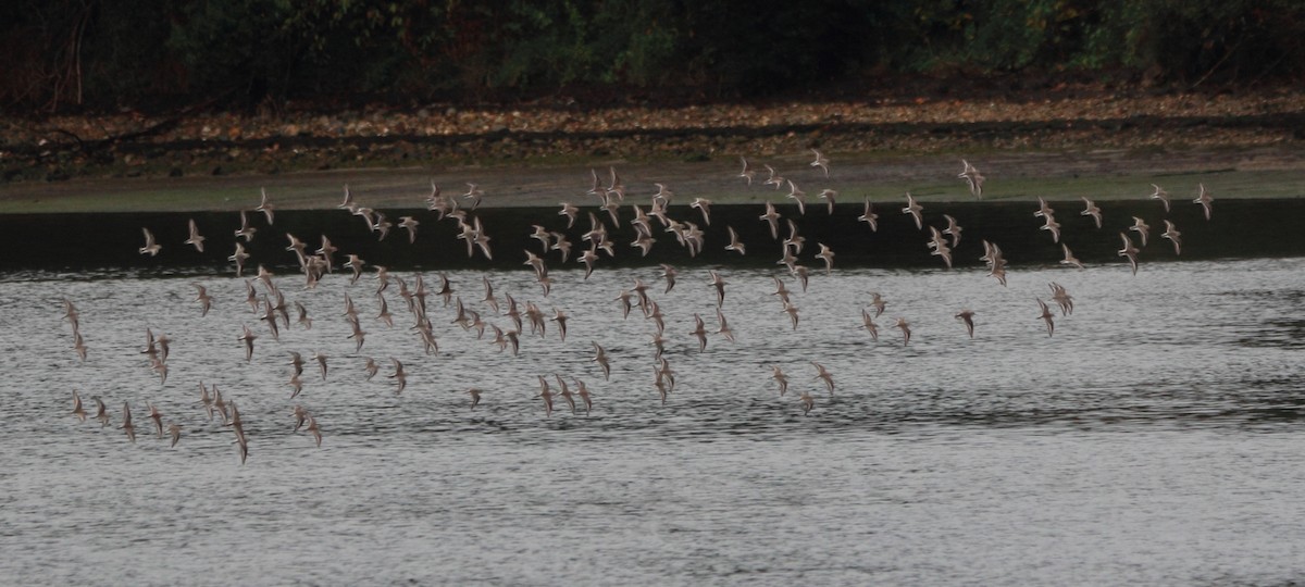 Dunlin - ML646071385