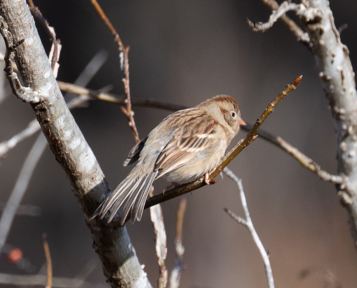 Field Sparrow - ML646071386
