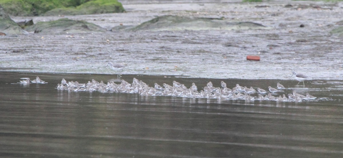 Dunlin - ML646071387