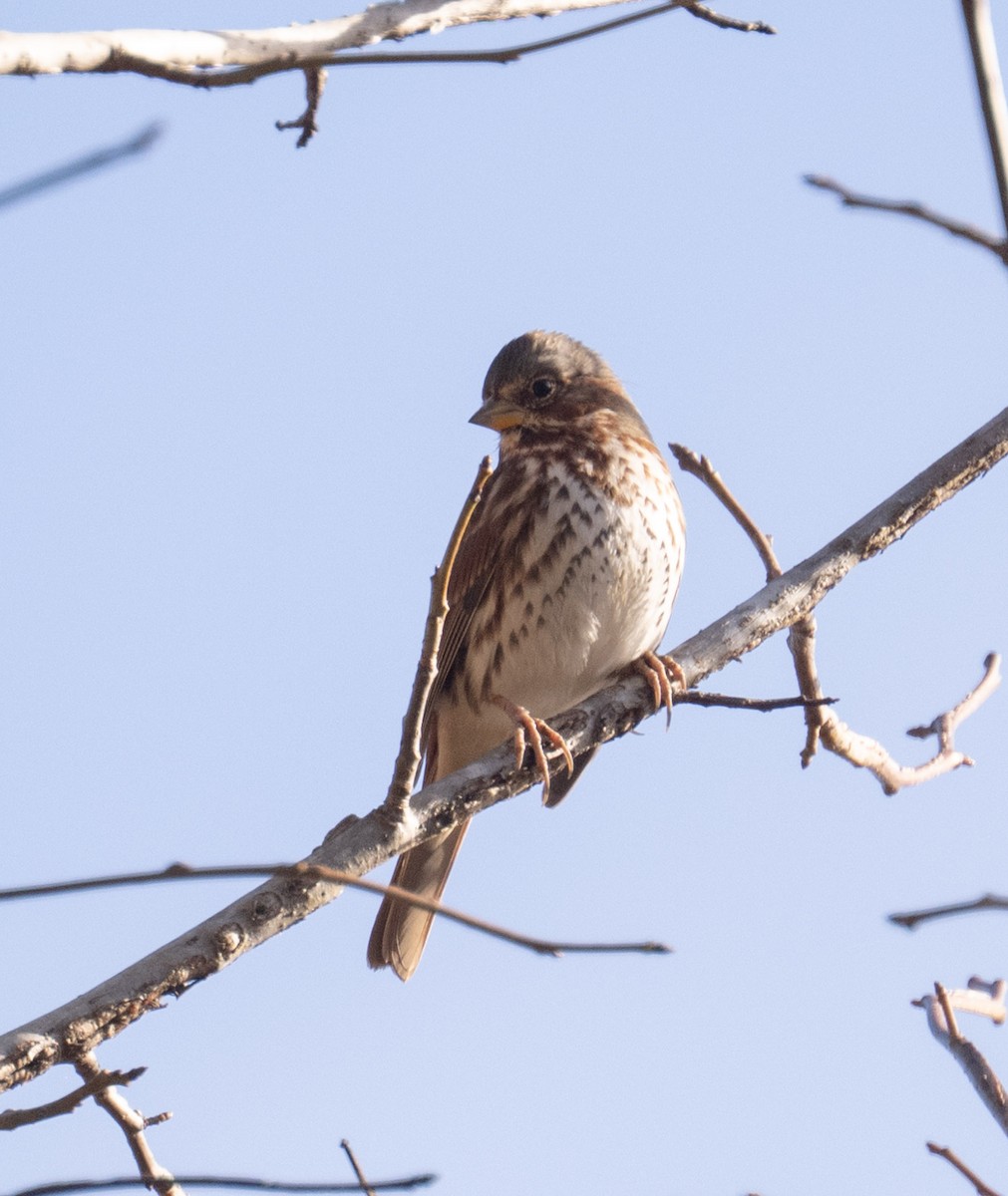 Fox Sparrow - ML646071390