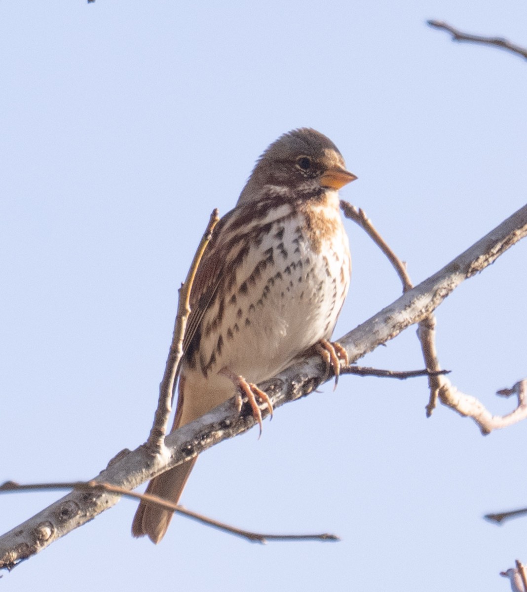 Fox Sparrow - ML646071391