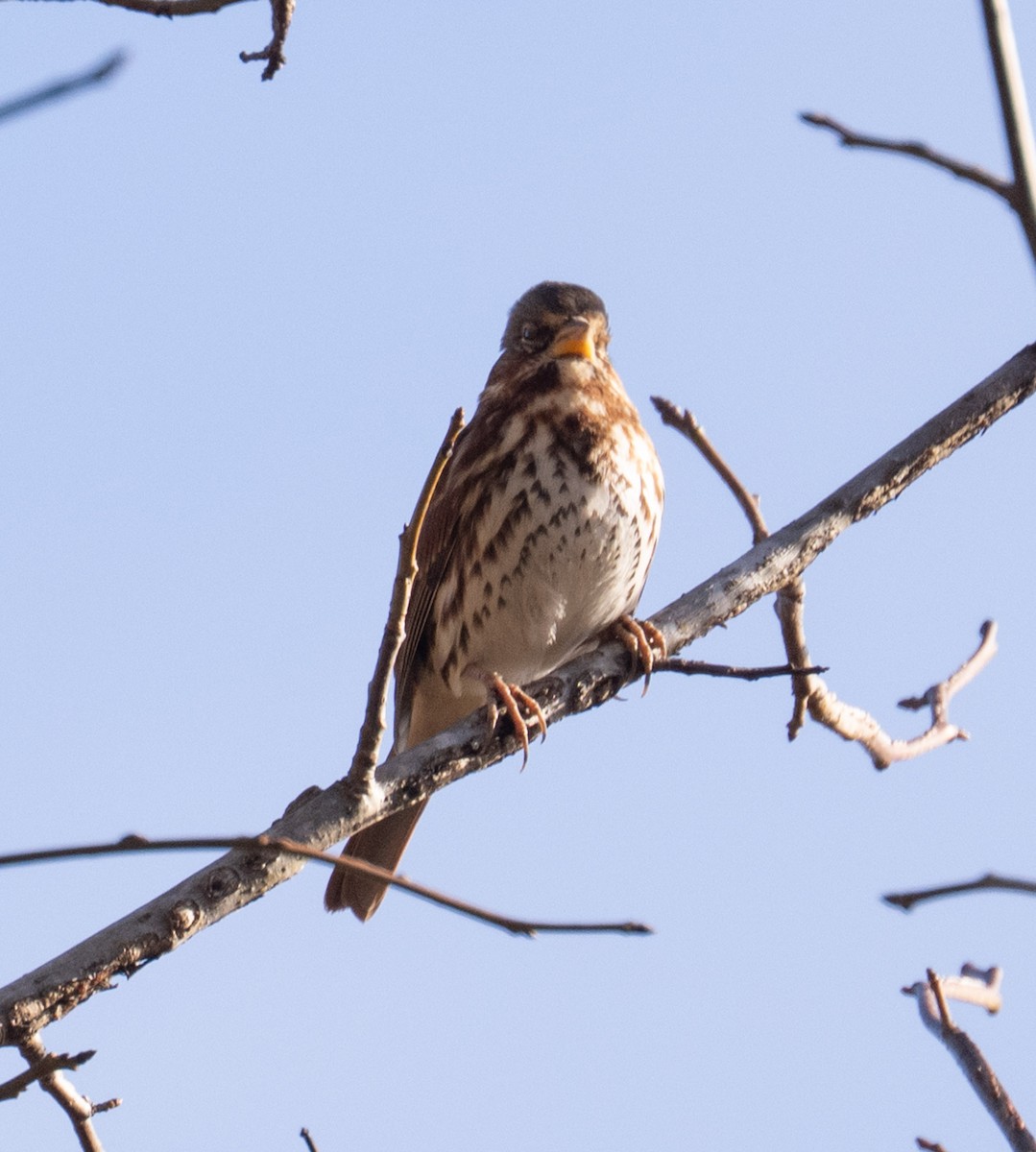 Fox Sparrow - ML646071392