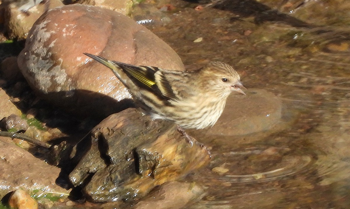 Pine Siskin - ML646071397