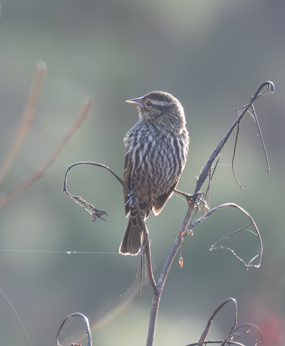 Red-winged Blackbird - ML646071398