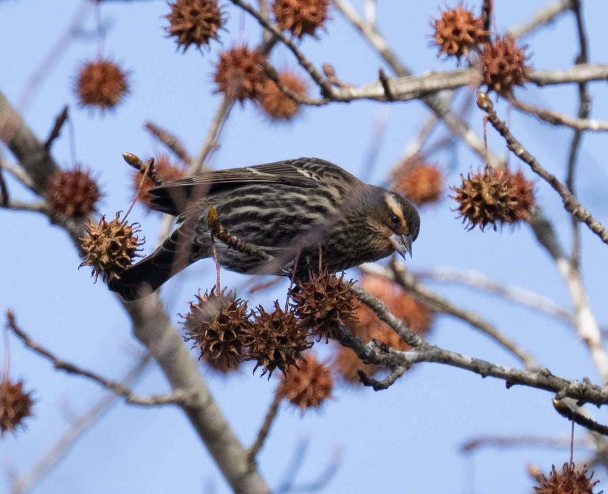 Red-winged Blackbird - ML646071399