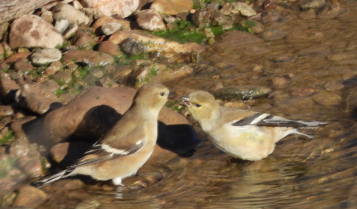 American Goldfinch - ML646071401