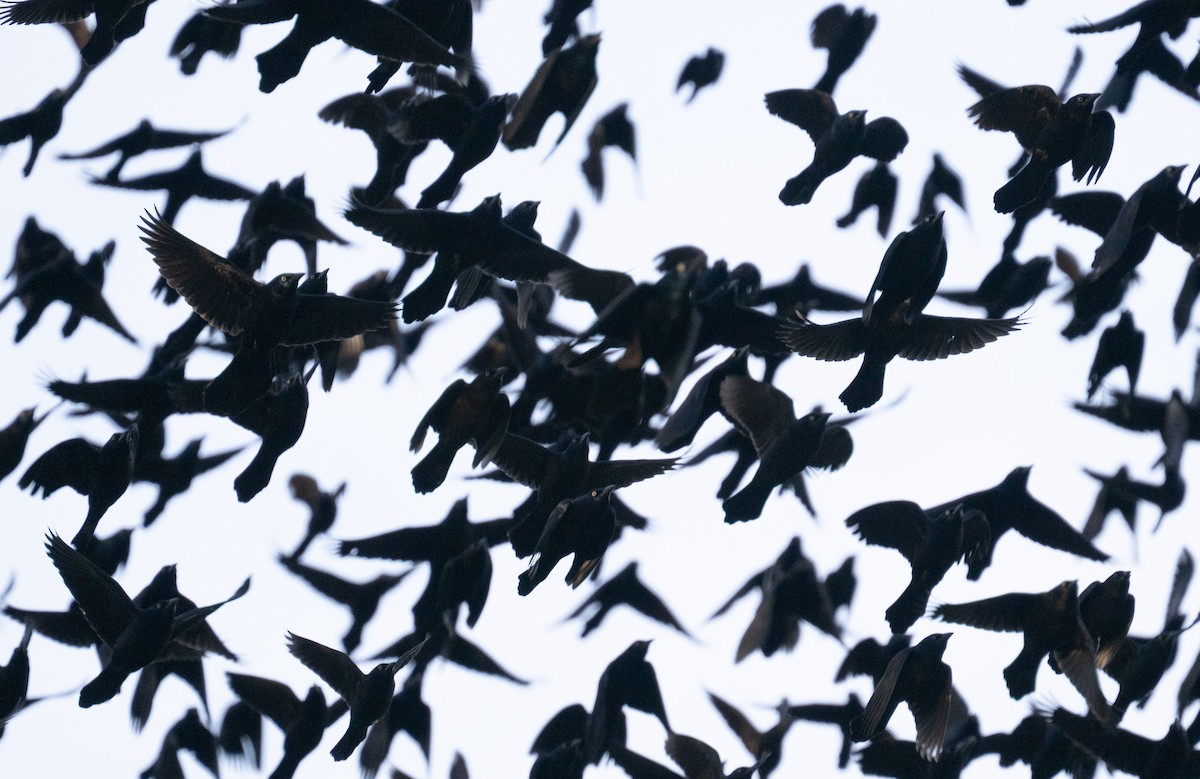 Common Grackle - ML646071403