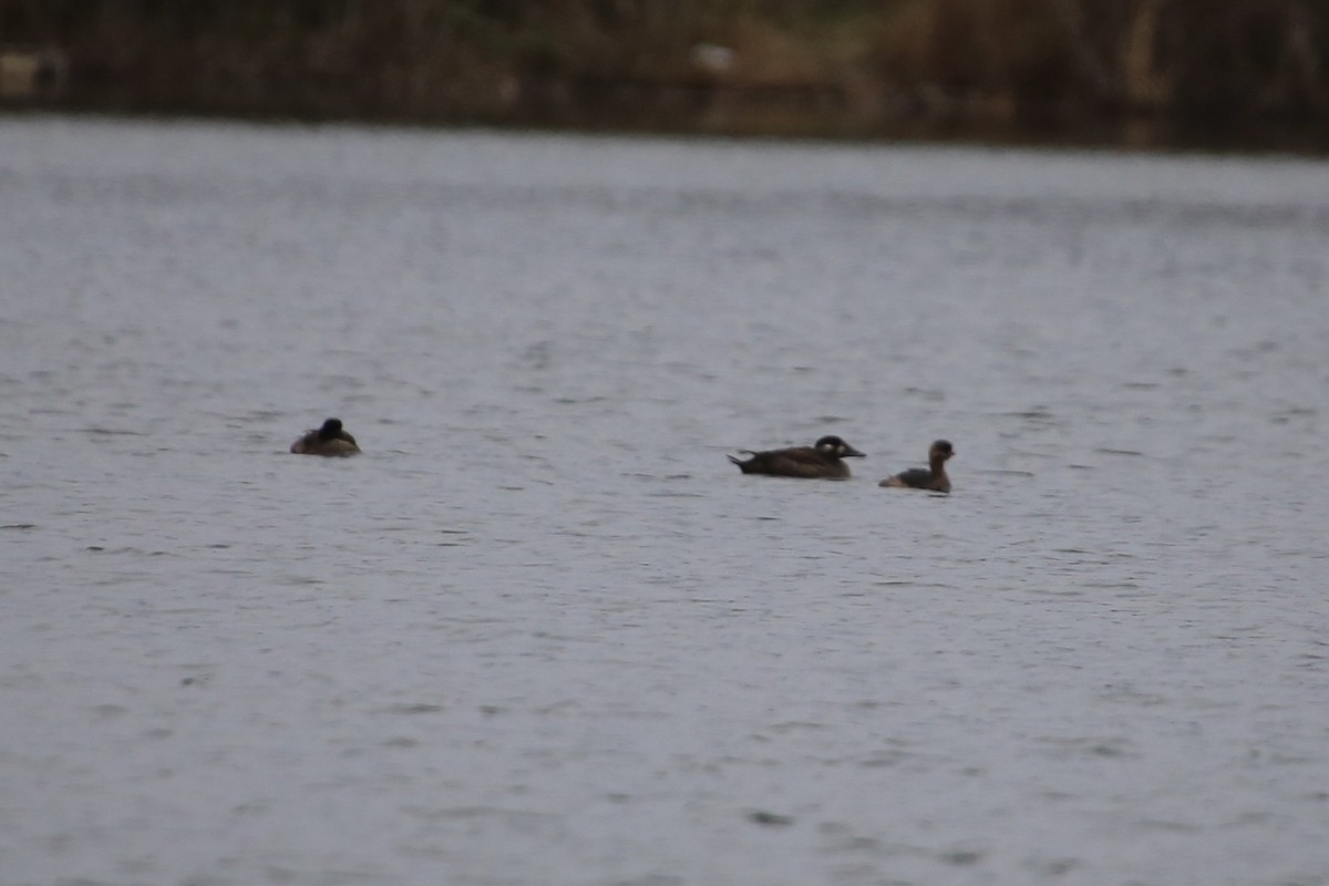 Surf Scoter - ML646071410