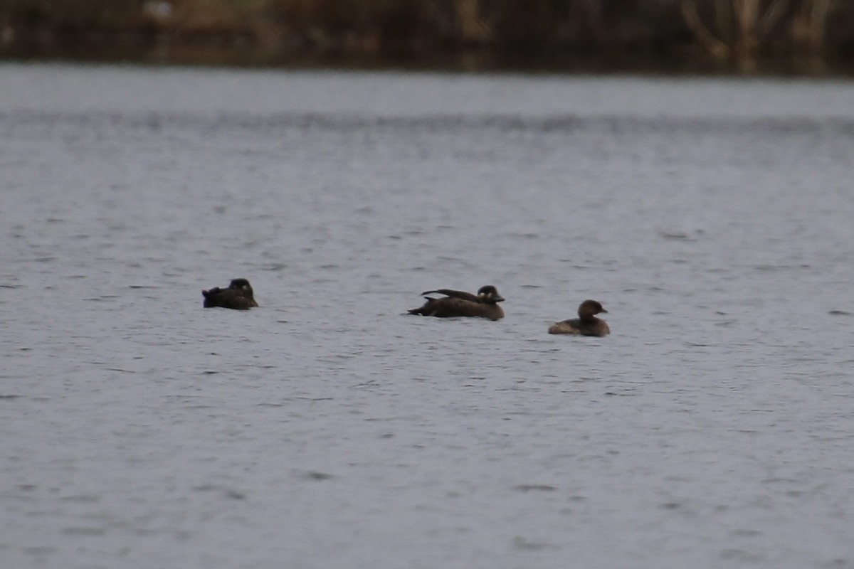 Surf Scoter - ML646071411