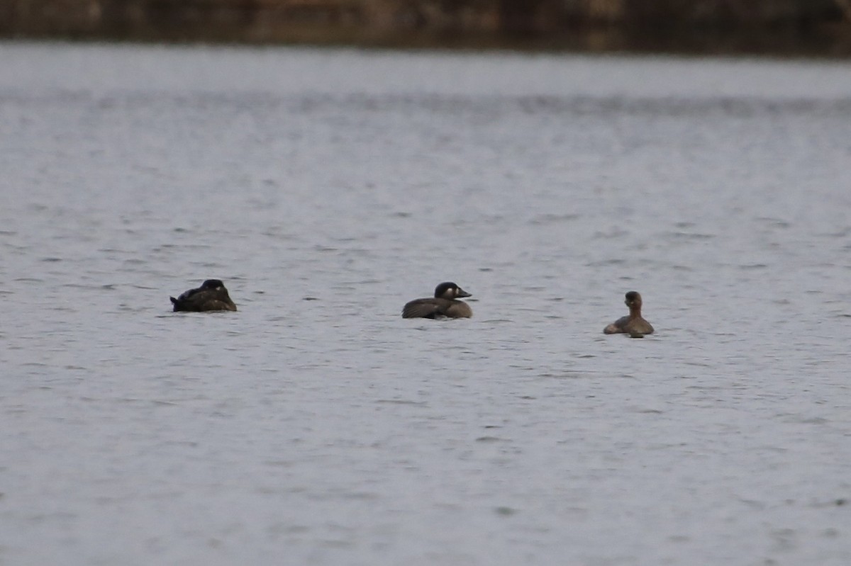 Surf Scoter - ML646071412