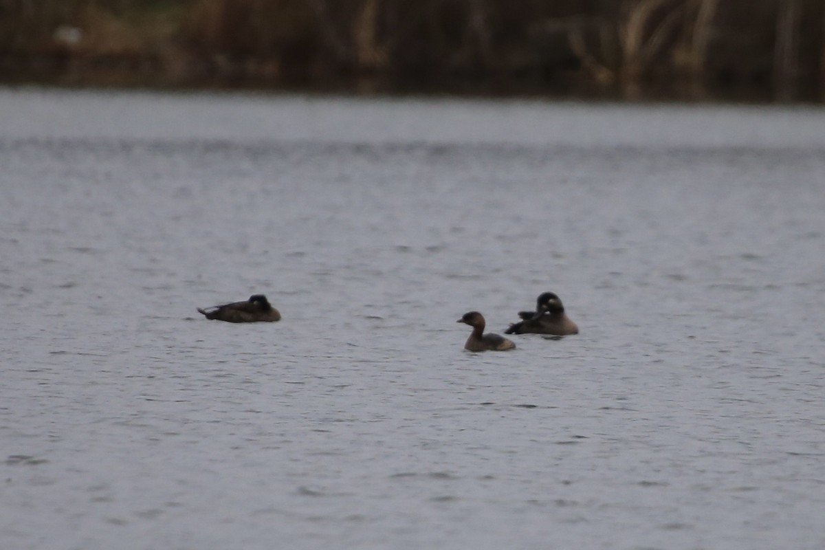 Surf Scoter - ML646071413