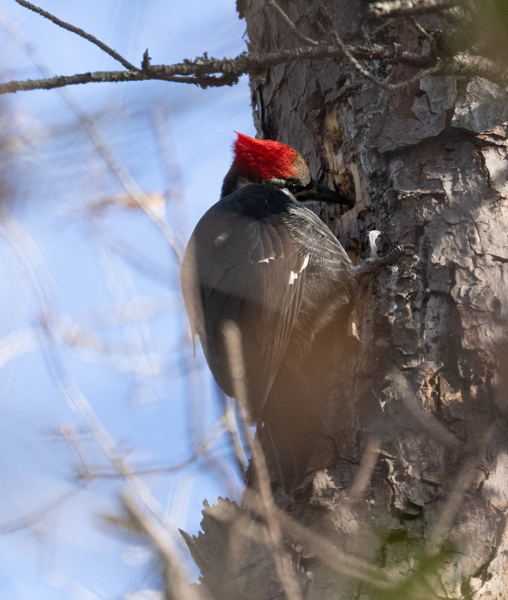 Pileated Woodpecker - ML646071421