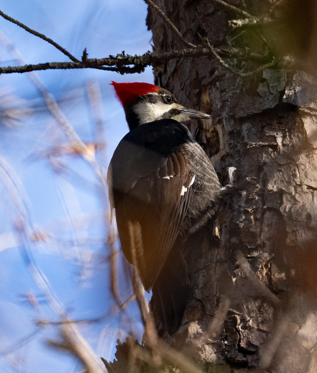 Pileated Woodpecker - ML646071422