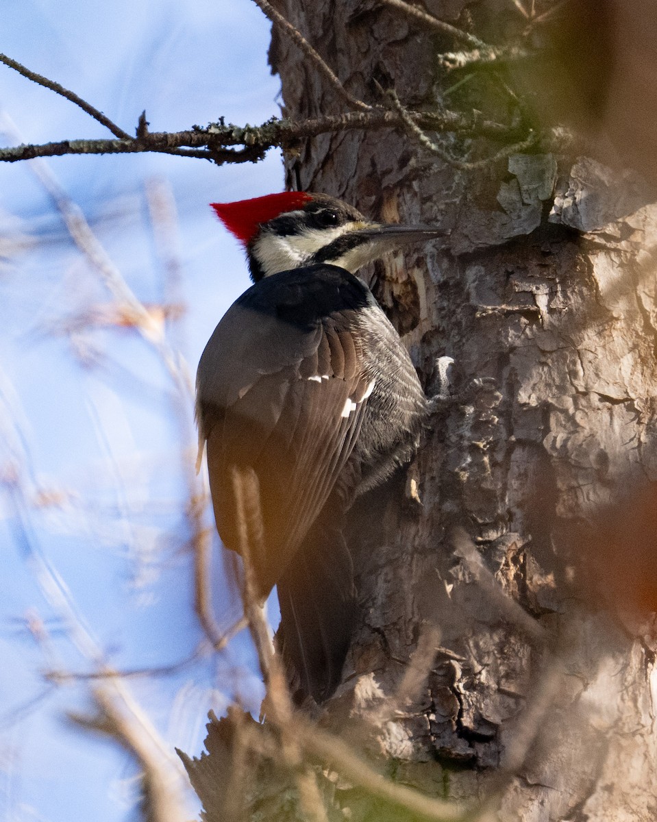 Pileated Woodpecker - ML646071423