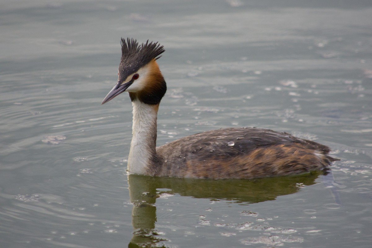 Great Crested Grebe - ML646071428