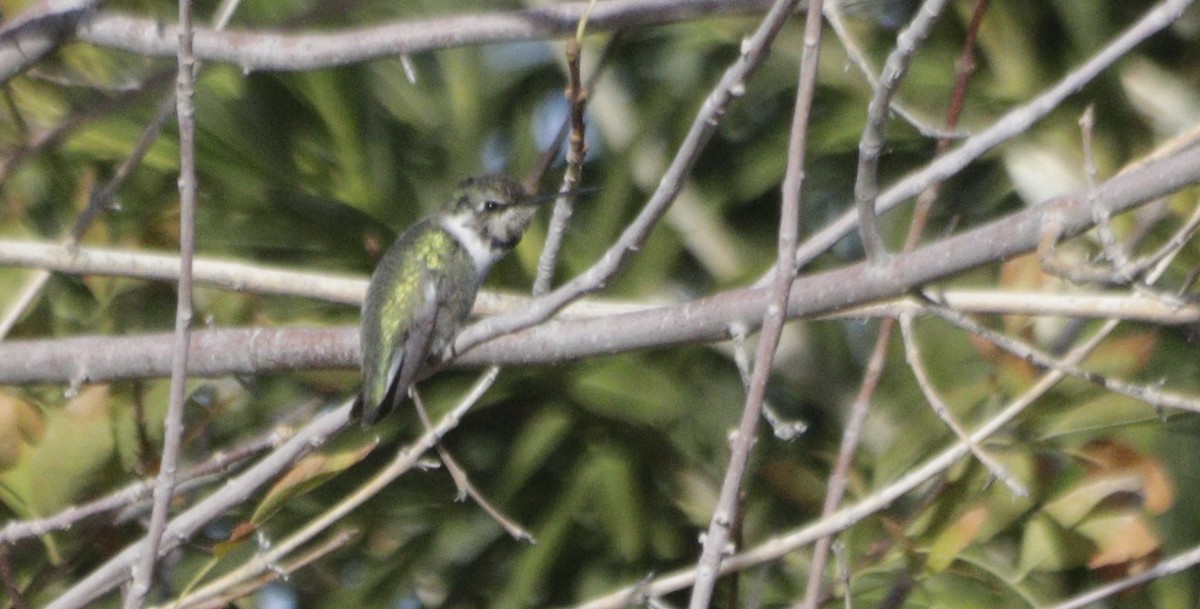 Фиалковый калипсо - ML646071429