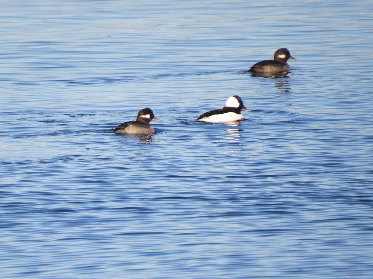 Murgilari buruzuria - ML646071432