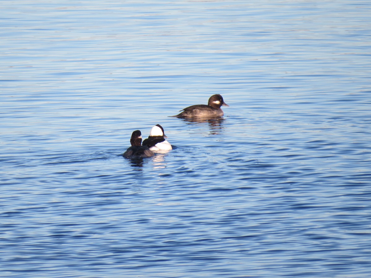 Murgilari buruzuria - ML646071433