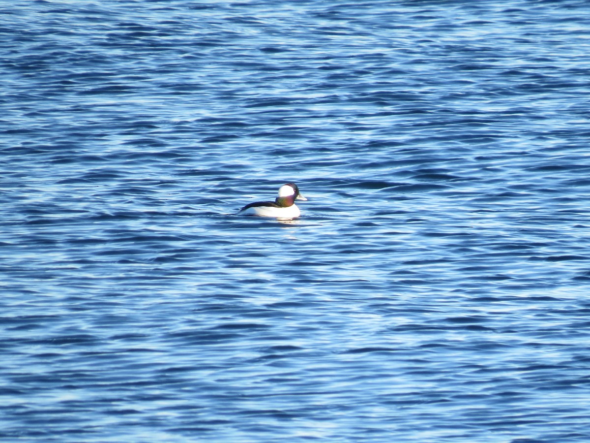 Murgilari buruzuria - ML646071434