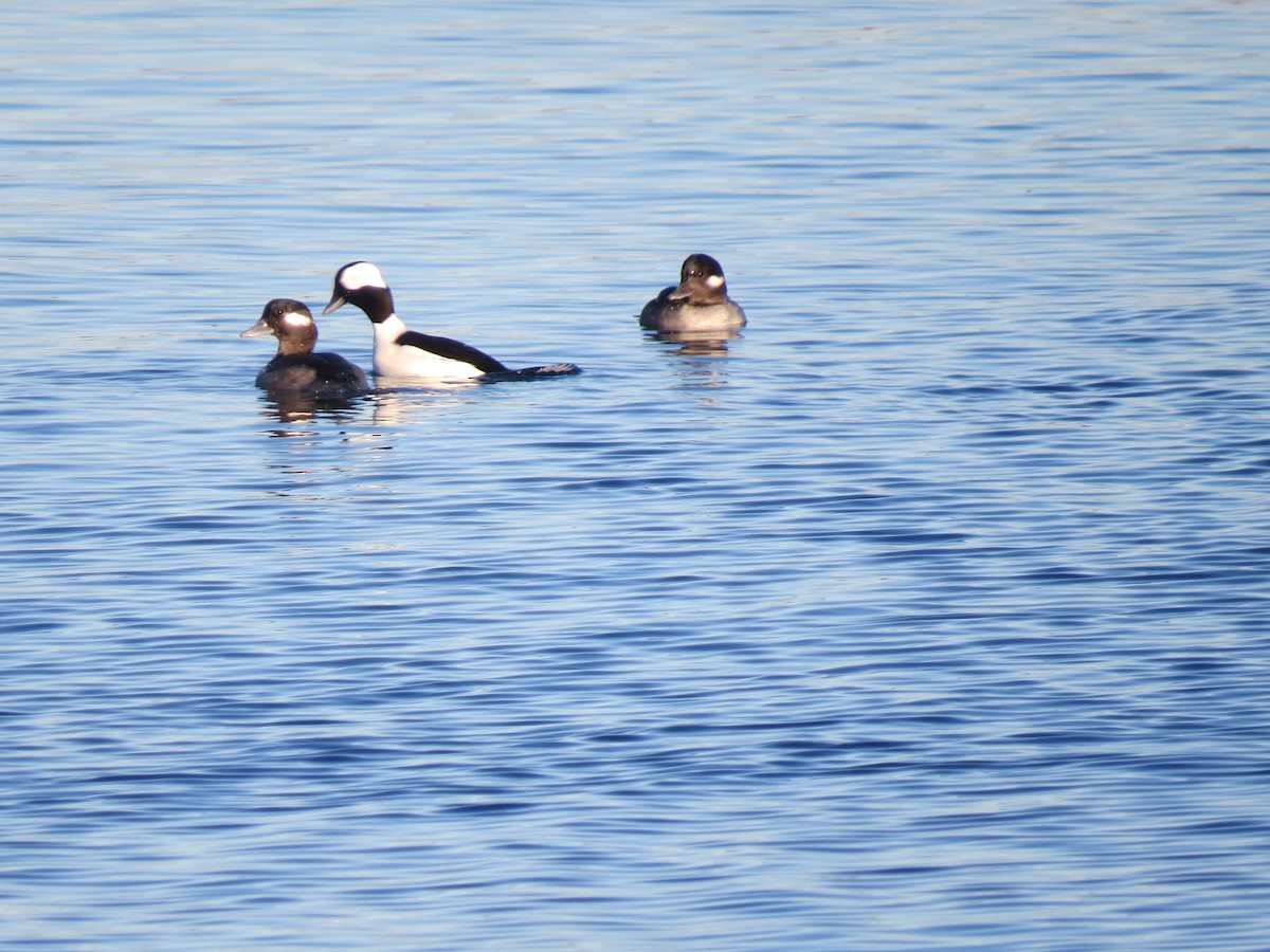 Murgilari buruzuria - ML646071435