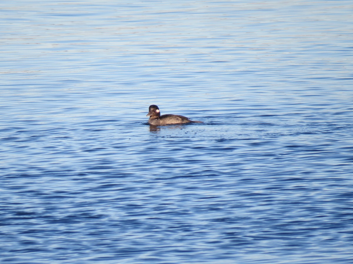 Murgilari buruzuria - ML646071436