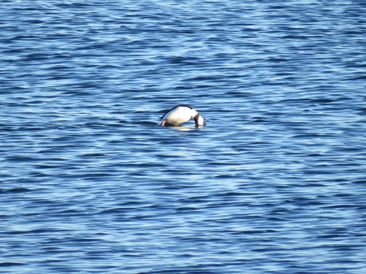 Murgilari buruzuria - ML646071437