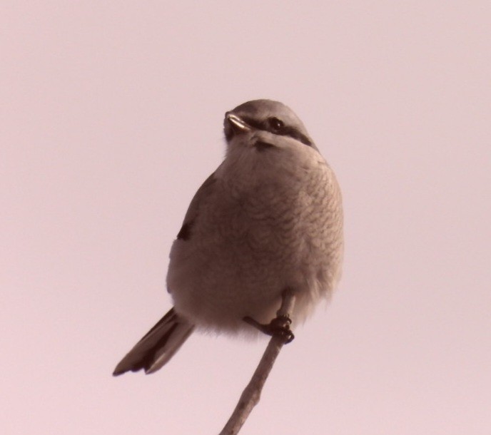 Northern Shrike - ML646071438
