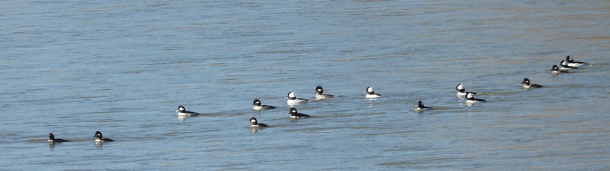 Murgilari buruzuria - ML646071439