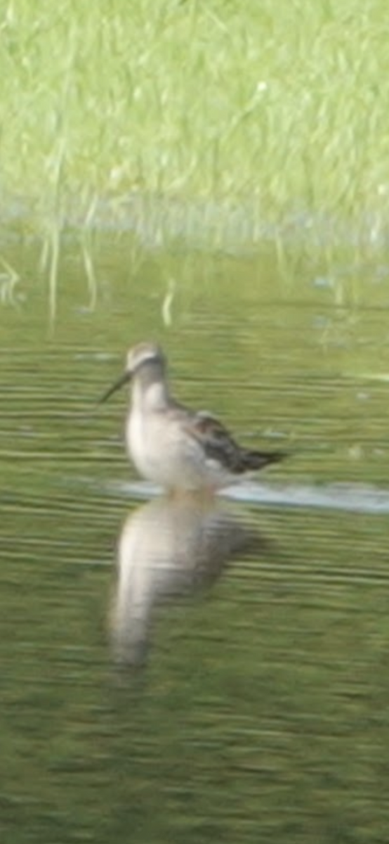 Stilt Sandpiper - ML646071445