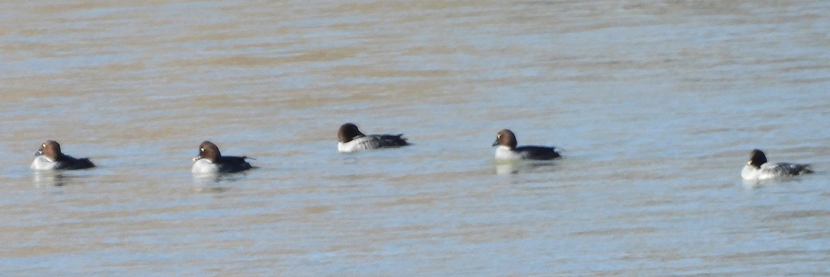 Common Goldeneye - ML646071448