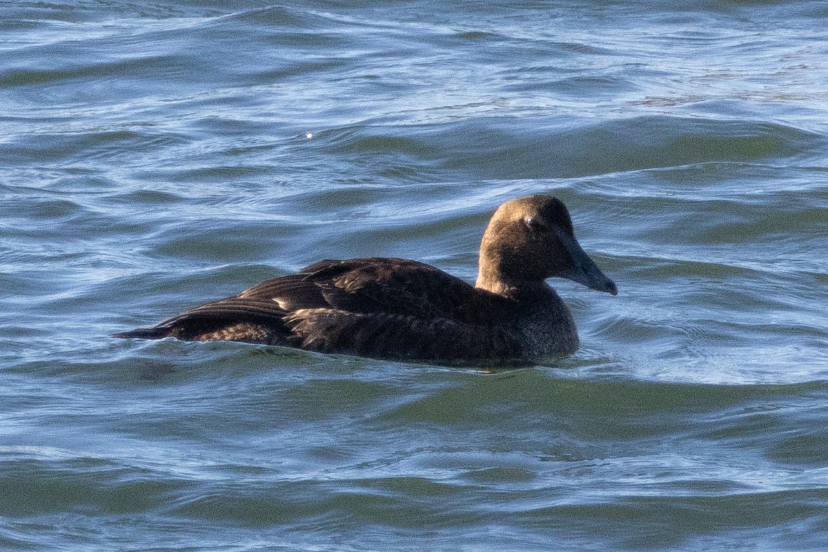 Common Eider - ML646071453